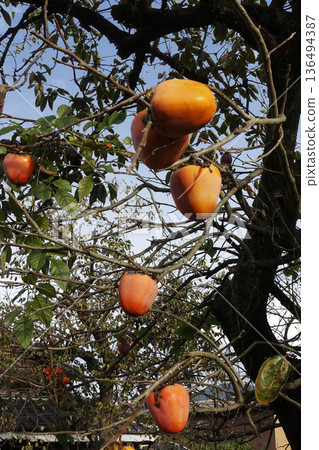 十一月深秋的陽光下，柿子整齊地排列著。 136494387