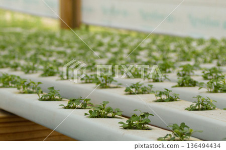 Green lettuce seedlings growing in modern hydroponic system, showing sustainable agriculture 136494434