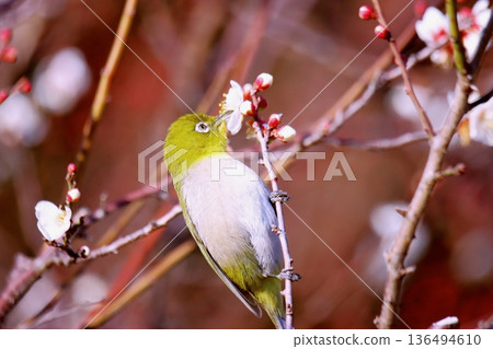 Plum Blossoms和Meshiro Plum Blossoms和Meshiro 136494610