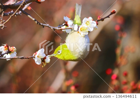 Plum Blossoms and Meshiro Plum Blossoms and Meshiro 136494611