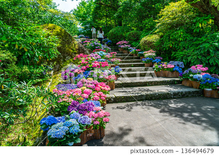 [Kanagawa Prefecture] Colorful hydrangeas bloom at Gora Park 136494679
