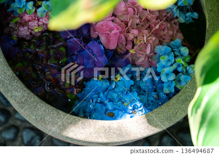 [Kanagawa Prefecture] Colorful hydrangeas bloom at Gora Park 136494687