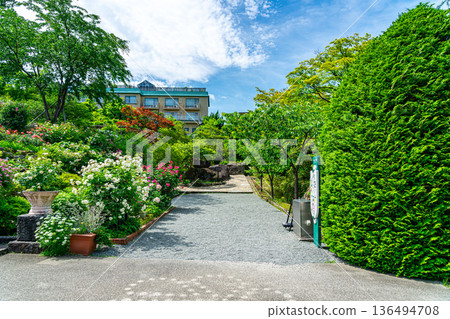 [Kanagawa Prefecture] Beautiful roses bloom in the Gora Park Rose Garden 136494708