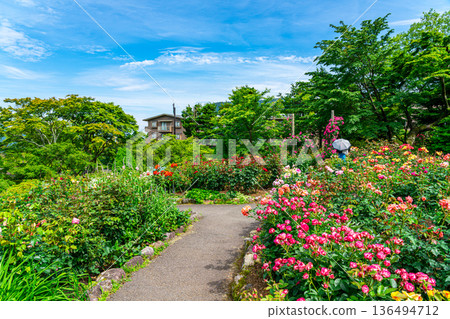 [Kanagawa Prefecture] Beautiful roses bloom in the Gora Park Rose Garden 136494712