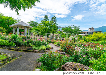 [Kanagawa Prefecture] Beautiful roses bloom in the Gora Park Rose Garden 136494719