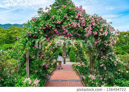 [Kanagawa Prefecture] Beautiful roses bloom in the Gora Park Rose Garden 136494722