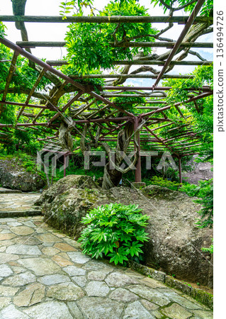 [Kanagawa Prefecture] Hakone's Gora Park, with its impressive large wisteria trees 136494726