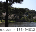 Spring Japanese garden, peaceful landscape with pond and bridge 136494812