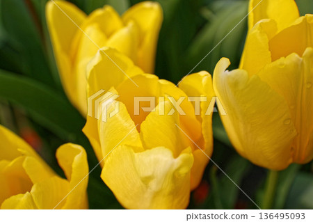柔光下的黃色鬱金香特寫 136495093