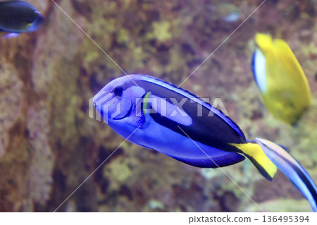 Blue tang and tropical fish (Motobu Town, Okinawa Prefecture) 136495394
