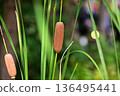 Fluffy toad ears 136495441