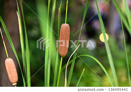 Fluffy toad ears 136495441