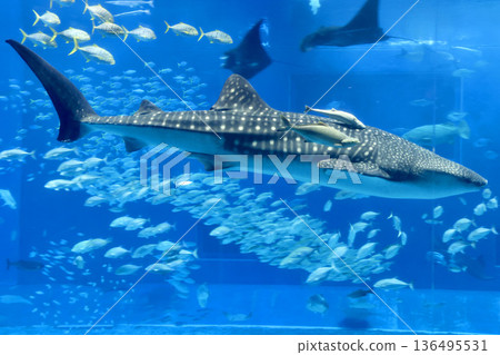 Whale sharks and tropical fish (Motobu Town, Okinawa Prefecture) Whale sharks and tropical fish (Motobu Town, Okinawa Prefecture) 136495531