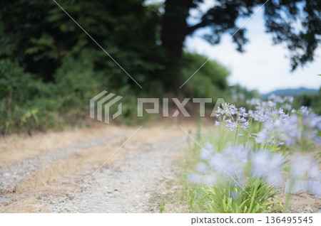 路邊的百子蓮 路邊的百子蓮 136495545