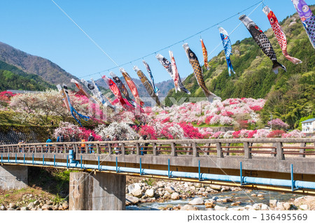 Hanamomo no Sato (Hanamomo Festival) 136495569