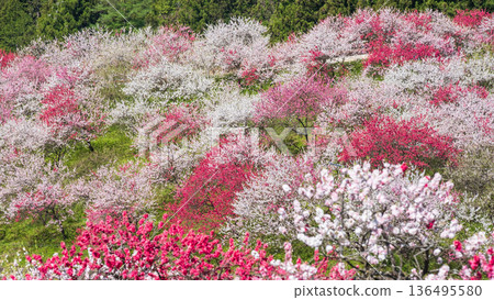 花開的桃樹（位於花開桃樹村） 136495580