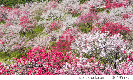 花開的桃樹（位於花開桃樹村） 136495582