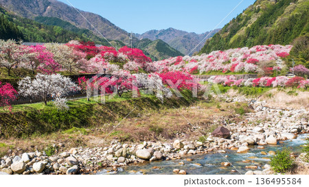 Hanamo no Sato 136495584