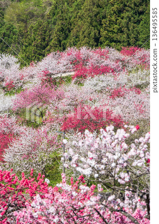 花開的桃樹(位於花開桃樹村) 花開的桃樹(位於花開桃樹村) 136495585