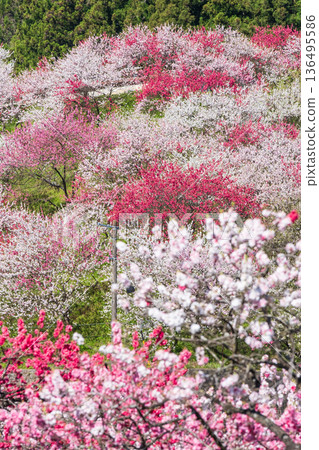 花開的桃樹（位於花開桃樹村） 136495586