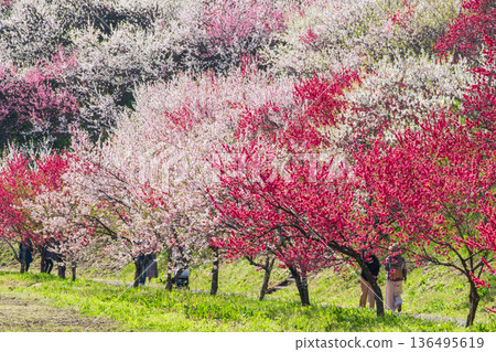 Flowering peach (at Flowering Peach Village) 136495619