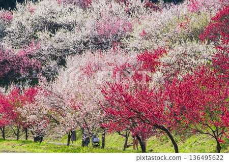 花開的桃樹（位於花開桃樹村） 136495622