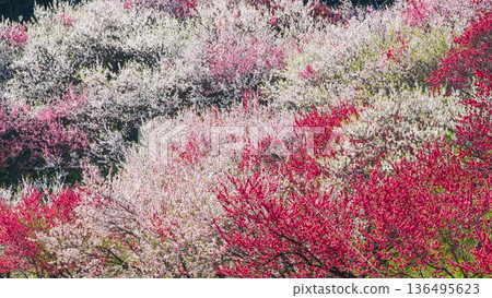 Flowering peach (at Flowering Peach Village) 136495623