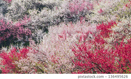 花開的桃樹（位於花開桃樹村） 136495626