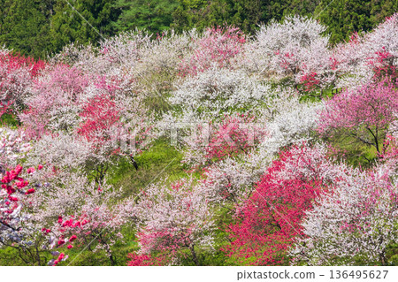 Flowering peach (at Flowering Peach Village) Flowering peach (at Flowering Peach Village) 136495627