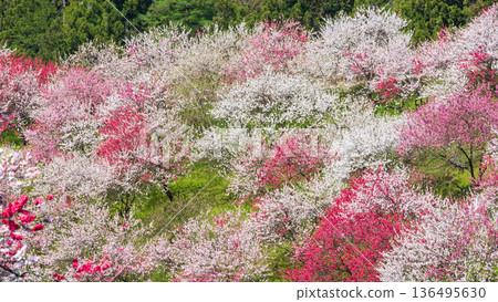 Flowering peach (at Flowering Peach Village) 136495630