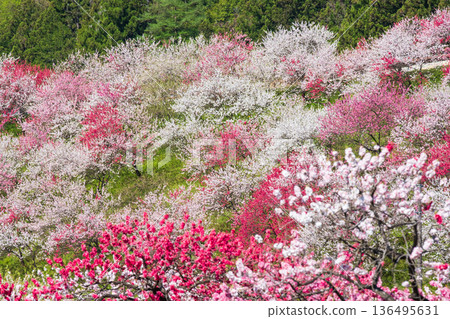 花開的桃樹(位於花開桃樹村) 花開的桃樹(位於花開桃樹村) 136495631