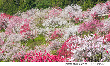 Flowering peach (at Flowering Peach Village) Flowering peach (at Flowering Peach Village) 136495632