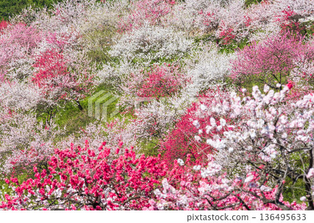 花開的桃樹（位於花開桃樹村） 136495633