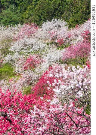 花開的桃樹(位於花開桃樹村) 花開的桃樹(位於花開桃樹村) 136495635