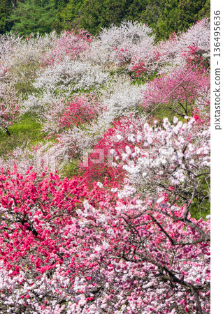 花開的桃樹（位於花開桃樹村） 136495636