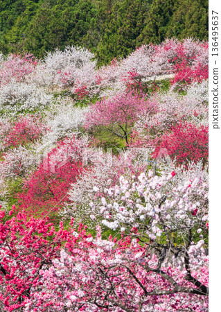 花開的桃樹（位於花開桃樹村） 136495637