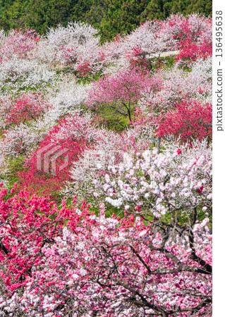 花開的桃樹（位於花開桃樹村） 136495638