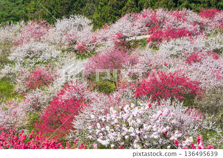 花開的桃樹（位於花開桃樹村） 136495639