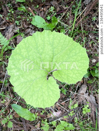 路邊盛開的樹葉 136495641