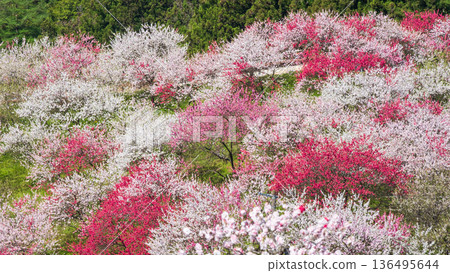Flowering peach (at Flowering Peach Village) Flowering peach (at Flowering Peach Village) 136495644