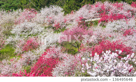 Flowering peach (at Flowering Peach Village) Flowering peach (at Flowering Peach Village) 136495646