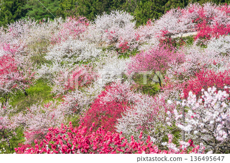 Flowering peach (at Flowering Peach Village) 136495647
