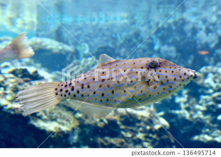 Tropical fish, the red-spotted tangfish (Motobu Town, Okinawa Prefecture) 136495714