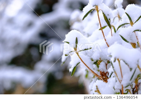 Trees inside Goryokaku wearing cotton hats 136496054