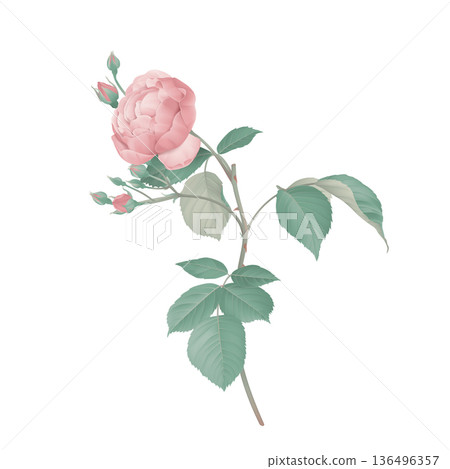 Pink rose with leaves on branch Pink rose with leaves on branch 136496357