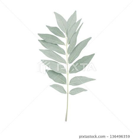 Pastel green leaves on white 136496359