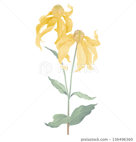 Cutleaf coneflower flowers with leaves 136496360