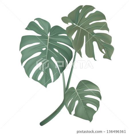 Split-leaf Philodendron leaves on white 136496361