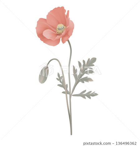Red poppy flowers with leaves 136496362