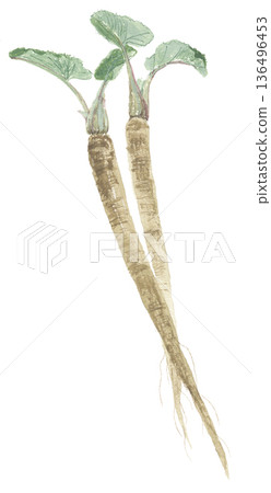 Burdock drawn in watercolor 136496453